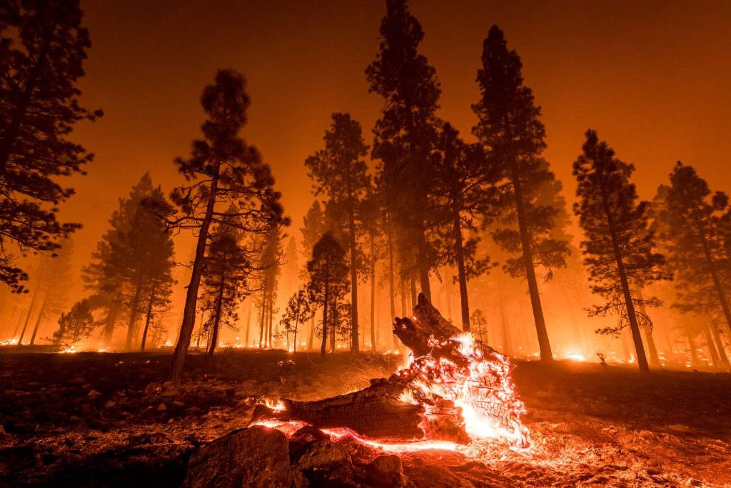 forest fire