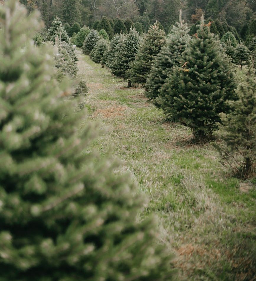 How To Have a Sustainable Christmas!