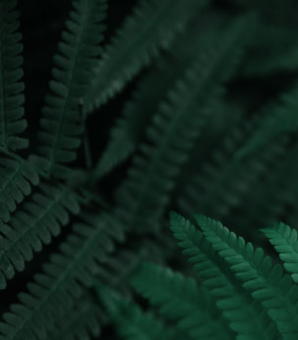 Climate Crisis – Creating your own Sustainability strategy