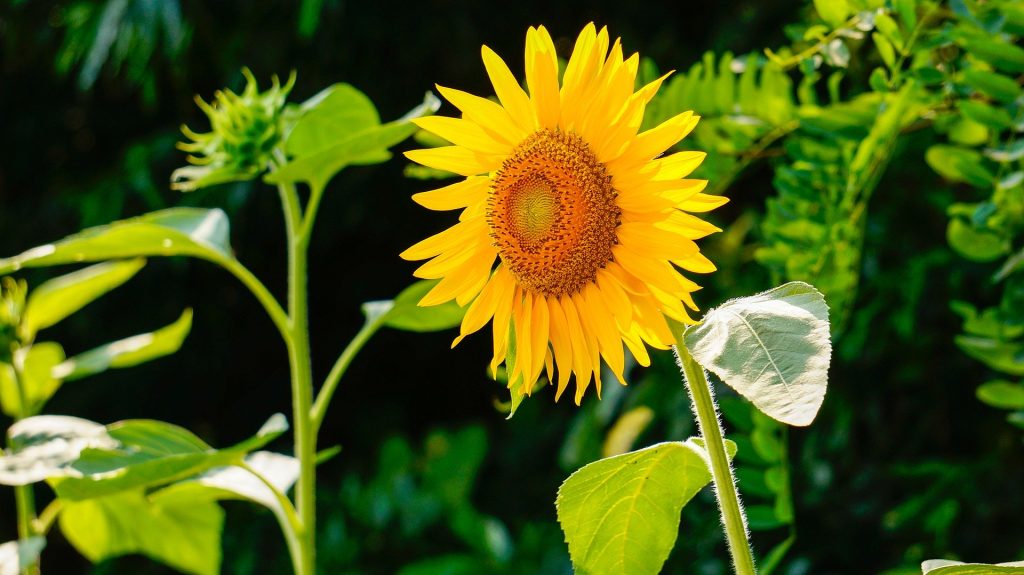 sunflower with the caption ready set grow