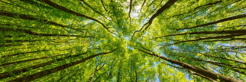 Green trees