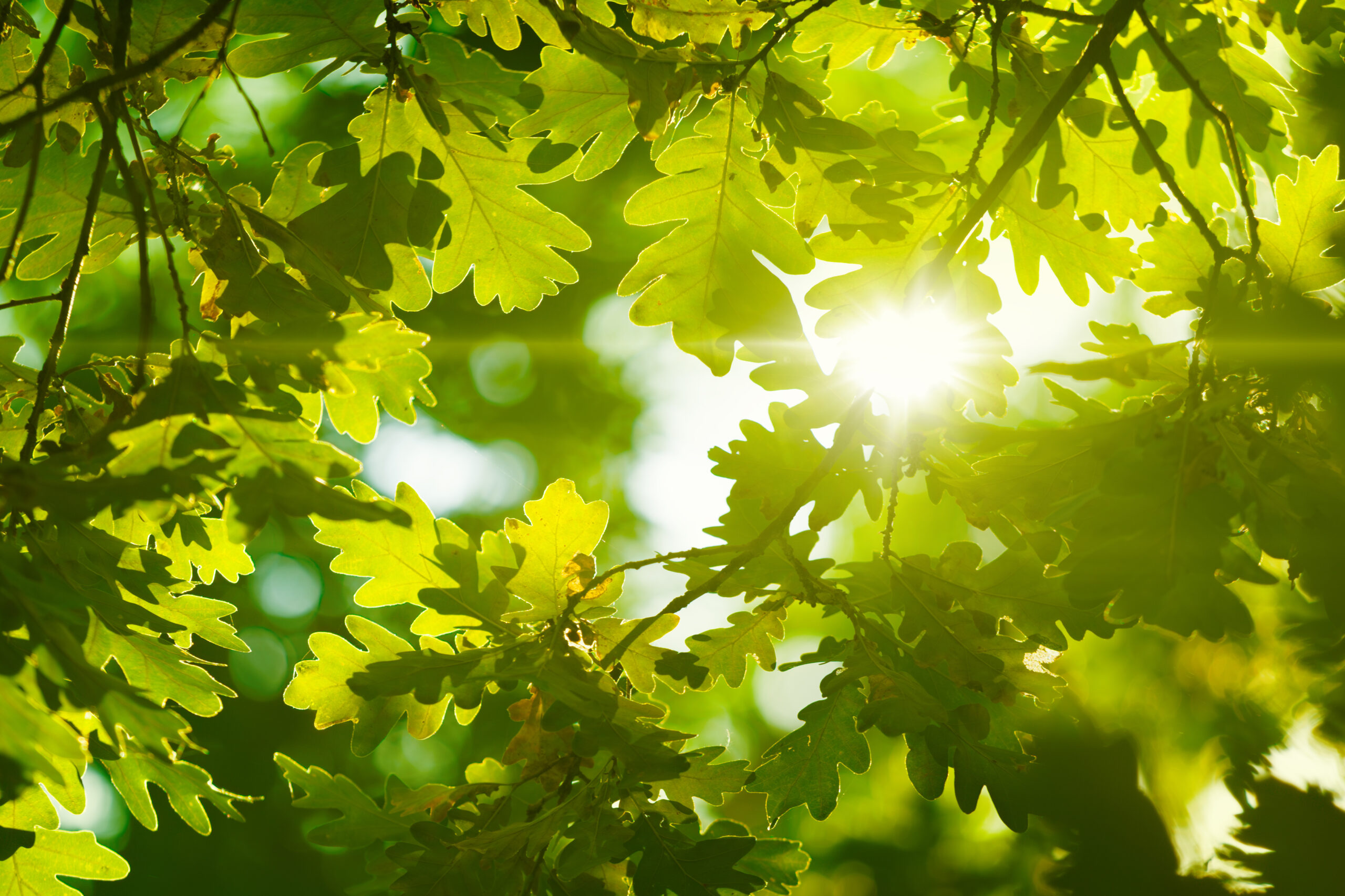 Climate wins: Five “good news” stories
